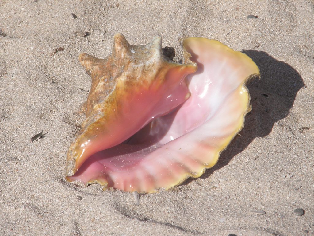 Conch Pearl gemological approach, all you need to know on Conch Pearl